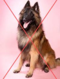 a small dog on a leash